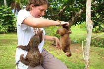 Volunteer exercising young Two-toed Sloths (Choloepus hoffmanni) at the sloth orphanage.   Aviarios del Caribe Sloth Refuge, Costa Rica, 2008.