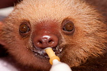 Baby Two-toed Sloth (Choloepus hoffmanni) being bottle fed.   Aviarios del Caribe Sloth Refuge and orphanage, Costa Rica, 2008.