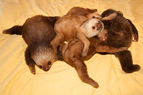 Young Two-toed Sloths (Choloepus hoffmanni) playing at the sloth orphanage.   Aviarios del Caribe Sloth Refuge, Costa Rica, 2008.