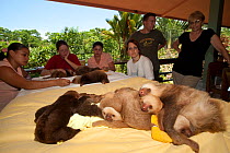 Young Two-toed Sloths (Choloepus hoffmanni) playing at the sloth orphanage, watched by volunteers.   Aviarios del Caribe Sloth Refuge, Costa Rica, 2008.