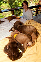 Young Two-toed Sloths (Choloepus hoffmanni) playing the sloth orphanage, watched by volunteer.   Aviarios del Caribe Sloth Refuge, Costa Rica, 2008.