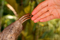 Brown-throated Three Toed Sloth (Bradypus variegatus) claws touching  human hand of a volunteer at the sloth orphanage.   Aviarios del Caribe Sloth Refuge, Costa Rica, 2008.
