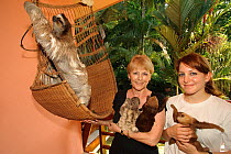 Brown-throated Three Toed Sloth (Bradypus variegatus) and Hoffmann's Two Toed Sloths (Choloepus hoffmanni) babies held by  orphanage owner, Judy Avey-Arroyo and a volunteer as an older three-toed slot...