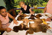 Brown-throated Three Toed Sloth (Bradypus variegatus) and Hoffmann's Two Toed Sloths (Choloepus hoffmanni) babies being fed by volunteers.   Aviarios del Caribe Sloth Refuge, Costa Rica, 2008.