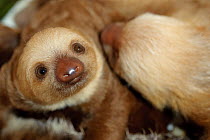 Hoffmann's Two Toed Sloths (Choloepus hoffmanni) babies.  Aviarios del Caribe Sloth Refuge, Costa Rica, 2008.