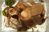 Young Two-toed Sloths (Choloepus hoffmanni) and Brown-throated Three Toed Sloths babies in a box at the sloth orphanage.   Aviarios del Caribe Sloth Refuge, Costa Rica, 2008.