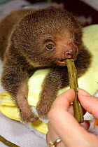 Hoffmann's Two Toed Sloth (Choloepus hoffmanni) baby being fed.   Aviarios del Caribe Sloth Refuge, Costa Rica, 2008.