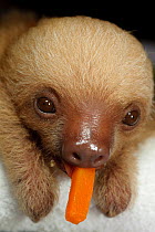 Hoffmann's Two Toed Sloth (Choloepus hoffmanni) baby with food in mouth.   Aviarios del Caribe Sloth Refuge, Costa Rica, 2008.