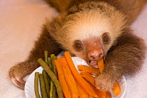 Hoffmann's Two Toed Sloth (Choloepus hoffmanni) baby with plate of vegetables.  Aviarios del Caribe Sloth Refuge, Costa Rica, 2008.