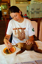 Hoffmann's Two Toed Sloth (Choloepus hoffmanni) baby being fed  vegetables by volunteer.  Aviarios del Caribe Sloth Refuge, Costa Rica, 2008.