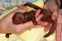 Hoffmann's Two Toed Sloth (Choloepus hoffmanni) baby held in hand. Aviarios del Caribe Sloth Refuge, Costa Rica, 2008.
