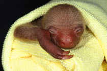 Hoffmann's Two Toed Sloth (Choloepus hoffmanni) baby wrapped in cloth. Aviarios del Caribe Sloth Refuge, Costa Rica, 2008.
