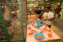 People preparing meals for the sloths at the sanctuary, Aviarios del Caribe Sloth Refuge, Costa Rica, 2008.