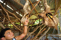 Volunteer observing the Brown Throated Three Toed Sloths (Bradypus variegatus) in the sloth refuge.  Aviarios del Caribe Sloth Refuge, Costa Rica, 2008.