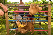 Hoffman's Two Toed Sloth (Choloepus hoffmanni) on climbing frame, observed by volunteers.   Aviarios del Caribe Sloth Refuge, Costa Rica, 2008.