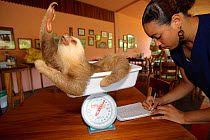 Hoffman's Two Toed Sloth (Choloepus hoffmanni) being weighed and recorded.   Aviarios del Caribe Sloth Refuge, Costa Rica, 2008.