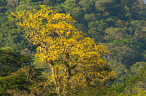 Tree and rainforest in the biological corridor of San Juan La Selva, Costa Rica, 2008.
