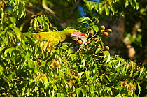 Great Green / Buffon's Macaw (Ara ambiguus) feeding in canopy. Boca Tapada, Biological Corridor San Juan La Selva, Costa Rica. 2008.