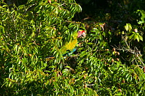 Great Green / Buffon's Macaw (Ara ambiguus) feeding in canopy. Boca Tapada, Biological Corridor San Juan La Selva, Costa Rica. 2008.