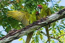 Two Great Green / Buffon's Macaw (Ara ambiguus) stretching wings and preening. Boca Tapada, Biological Corridor San Juan La Selva, Costa Rica. 2008.