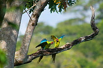 Great Green / Buffon's Macaw (Ara ambiguus) interacting on branch. Boca Tapada, Biological Corridor San Juan La Selva, Costa Rica. 2008.