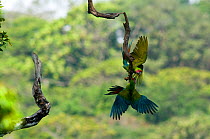 Two Great Green / Buffon's Macaw (Ara ambiguus) playing on branch. Boca Tapada, Biological Corridor San Juan La Selva, Costa Rica. 2008.