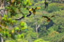 Great Green / Buffon's Macaw (Ara ambiguus) taking flight. Boca Tapada, Biological Corridor San Juan La Selva, Costa Rica. 2008.