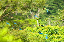 Great Green / Buffon's Macaw (Ara ambiguus) in flight against canopy. Boca Tapada, Biological Corridor San Juan La Selva, Costa Rica. 2008.