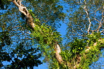 Tree and epiphytes, habitat of the Buffon's Macaw. Boca Tapada, Biological Corridor San Juan La Selva, Costa Rica. 2008.
