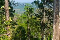 Alajuela, with trees and epiphytes, habitat of the Great Green / Buffon's Macaw. Boca Tapada, Biological Corridor San Juan La Selva, Costa Rica. 2008.