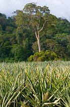 Pineapple (Ananas comosus) plantation. Boca Tapada, Costa Rica, 2008.