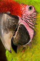 Great Green / Buffon's Macaw (Ara ambiguus) portrait. Richard and Margot Frisius' breeding facilities, La Selva, Costa Rica. 2008. Not available for ringtone/wallpaper use.