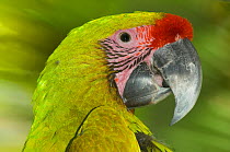 Great Green / Buffon's Macaw (Ara ambiguus) portrait. Richard and Margot Frisius' breeding facilities, La Selva, Costa Rica. 2008.