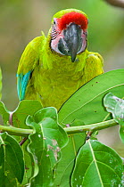 Great Green / Buffon's Macaw (Ara ambiguus) portrait.  La Marina Wildlife Rescue Center, La Selva, Costa Rica. 2008.