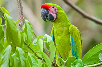 Great Green / Buffon's Macaw (Ara ambiguus) portrait. La Marina Wildlife Rescue Center, La Selva, Costa Rica. 2008.