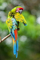 Great Green / Buffon's Macaw (Ara ambiguus) grooming.  La Marina Wildlife Rescue Center, La Selva, Costa Rica. 2008.