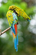 Great Green / Buffon's Macaw (Ara ambiguus) grooming.  La Marina Wildlife Rescue Center, La Selva, Costa Rica. 2008.