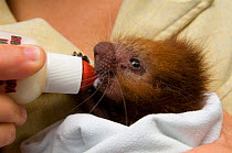 Baby Rothschild's Porcupine (Coendou rothschildi) being bottle-fed. La Marinas Wildlife Rescue Centre, Costa Rica, 2008.