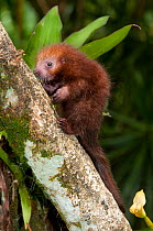 Baby Rothschild's Porcupine (Coendou rothschildi) climbing tree trunk. Captive. La Marinas Wildlife Rescue Centre, Costa Rica, 2008.