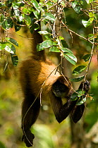 Black-handed Spider Monkey (Ateles geoffroyi) hanging from branches. These monkeys have been captive bred and are being prepared for release into their natural forest habitat. Zoo Ave, San Jose, Costa...