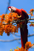 Central American Scarlet Macaw (Ara macao cyanoptera) feeding on flowers. La Marina Wildlife Rescue Center, Costa Rica.