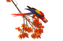 Central American Scarlet Macaw (Ara macao cyanoptera) feeding on flowers against white background. La Marina Wildlife Rescue Center, Costa Rica.
