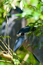 Boat-billed Heron (Cochlearius cochlearius). La Marina Wildlife Rescue Center, Costa Rica.