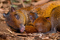 Central American Agouti (Dasyprocta punctata) mother resting with young.  La Marina Wildlife Rescue Center, Costa Rica.