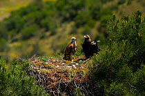 Spanish Imperial Eagle (Aquila adalberti) adult and chick on nest. Breeding group being monitored for the Andalusian conservation project. Sierra Morena, Andujar, Spain, June 2008.
