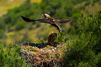 Spanish Imperial Eagle (Aquila adalberti) adult taking flights from chick on nest. Breeding group being monitored for the Andalusian conservation project. Sierra Morena, Andujar, Spain, June 2008.