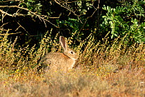 European Rabbit (Oryctolagus cuniculus). Andalucia, Spain, June.