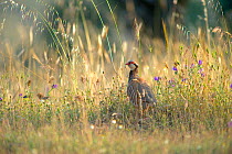 Red-legged Partridge (Alectoris rufa) among seeded grass and flowers. Andalucia, Spain, January.