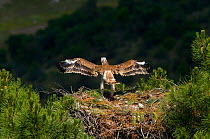 Spanish Imperial Eagle (Aquila adalberti) chick exercising wings on the nest. Breeding group being observed for the Andalusian conservation project. Sierra Morena, Andujar, Spain, June 2008.