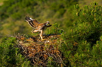 Spanish Imperial Eagle (Aquila adalberti) chick exercising wings on the nest. Breeding group being monitored for the Andalusian conservation project. Sierra Morena, Andujar, Spain, June 2008.